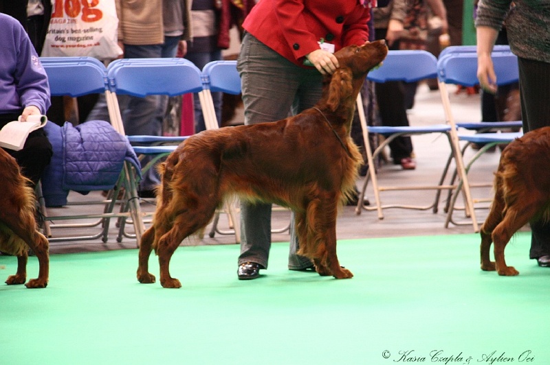 Crufts2011 313.jpg